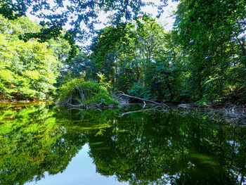 Reflection of trees in lake