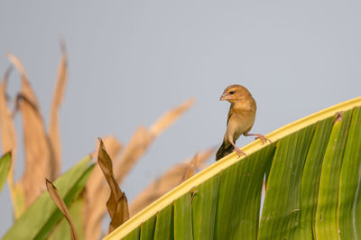 Bird perching on a plant