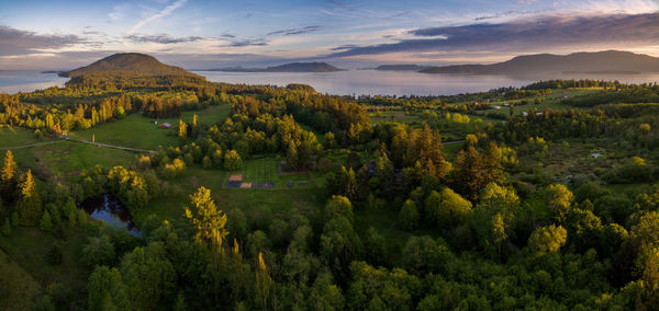 High angle view of trees growing at lummi island