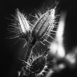 Close-up of dandelion flower