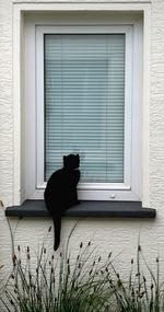 Black cat sitting on window of building