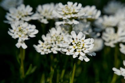 Close-up of white flowering plant