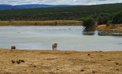 View of horse on field