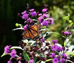 Close-up of butterfly pollinating on pink flower