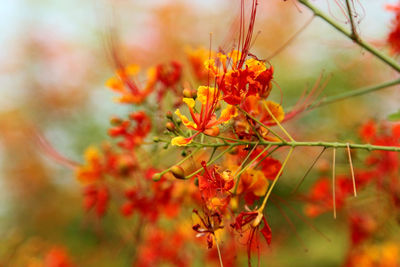 Close-up of insect on orange flower