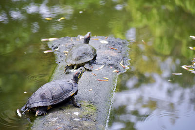High angle view of duck in lake