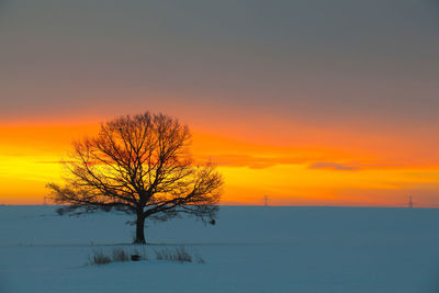 Bare tree on snow covered field against dramatic sky during sunset