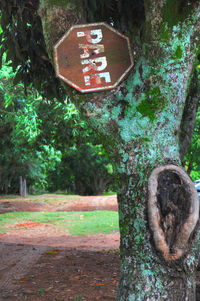 Close-up of tree trunk in forest