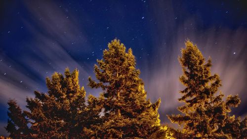 Pine trees against sky at night