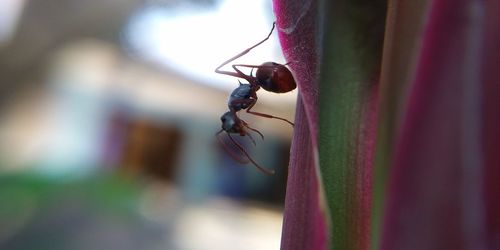 Close-up of insect on plant