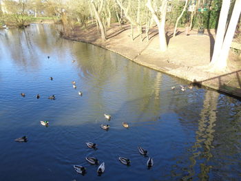 Ducks in a lake