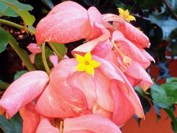 Close-up of wet pink flowers blooming outdoors