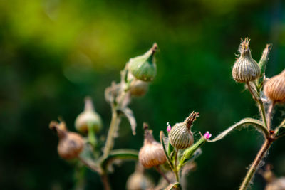 Close-up of honey bee on plant