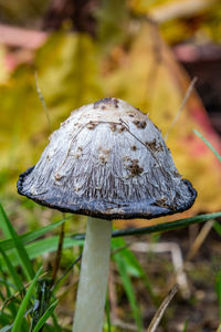 Close-up of mushroom growing on field