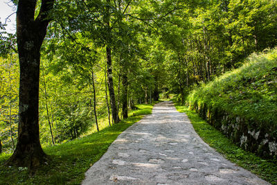 Footpath amidst trees in forest