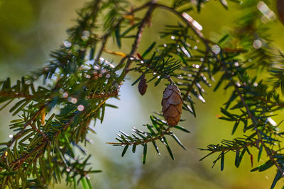 Low angle view of butterfly on pine tree