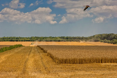 Bird flying over agricultural field