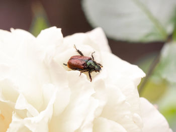 Close-up of insect on white flower