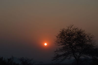 Low angle view of silhouette tree against orange sky