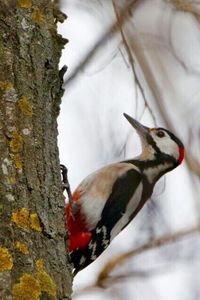 Close-up of bird perching on tree trunk