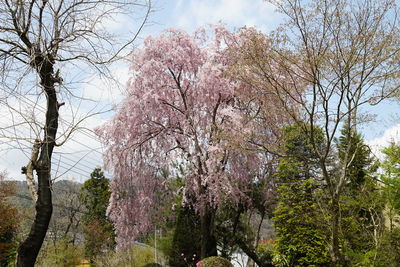 Low angle view of cherry blossoms against sky