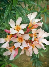 Close-up of pink flowers