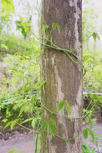 Close-up of bamboo tree trunk in forest