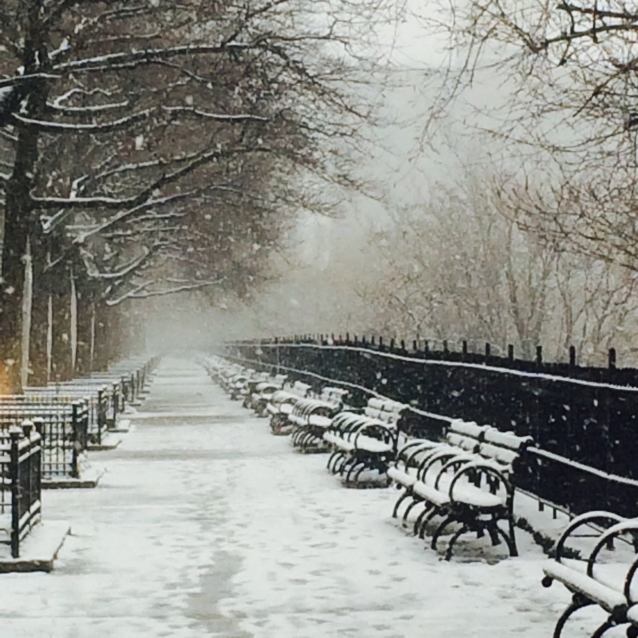 the way forward, tree, tranquility, bare tree, tranquil scene, diminishing perspective, empty, nature, vanishing point, treelined, railing, scenics, absence, long, beauty in nature, branch, water, weather, transportation, walkway