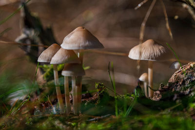 Autumn and mushrooms at the forest.