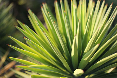 Close-up of palm tree