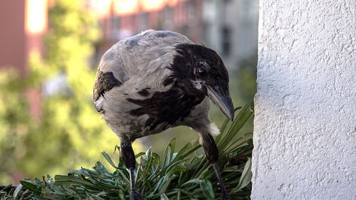 Close-up of bird perching on wall