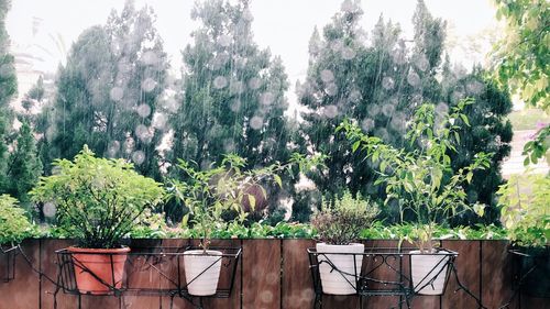 Potted plants in garden