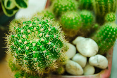 High angle view of succulent plant