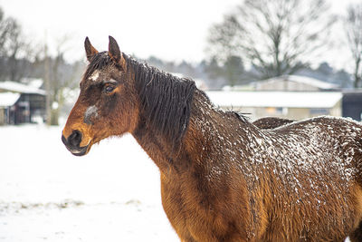 Close-up of horse on field during winter