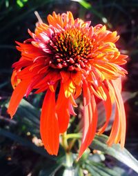 Close-up of orange flower blooming outdoors