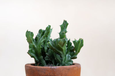 Close-up of potted plant against white background