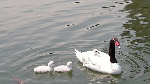 Swans swimming in lake