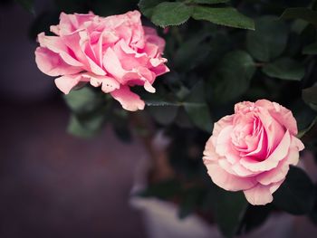 View of pink roses with stem