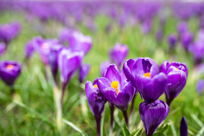 Close-up of purple crocus flowers on field