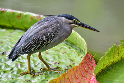 Close-up of bird perching on leaf