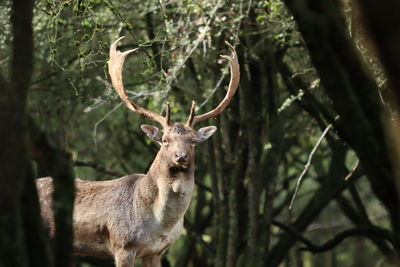 Portrait of deer