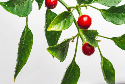 Close-up of red berries growing on tree