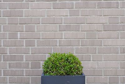 Potted plant against brick wall