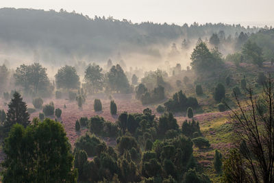 Panoramic shot of trees on field against sky