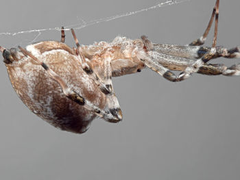 Close-up of spider against gray background