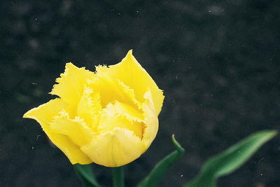 Close-up of yellow leaf