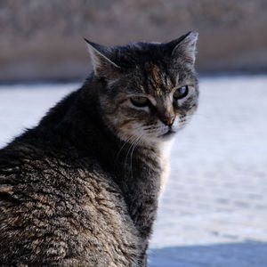 Close-up portrait of cat