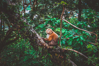 Monkey sitting on tree in forest