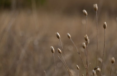 Close-up of plant on field