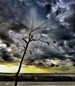 Silhouette bare tree on field against sky